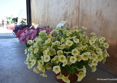 Petunia Easy Wave Yellow E3. E3 staat voor Early, Efficiënt en Evolution. “Het is de eerst petunia op de markt met een daglengte van 10u. Daarnaast zijn er veel minder remmidelen nodig. Het is een uitbreiding op de bestaande range samen met Sweet Taffy Mix (Sweet Taffy is een populair snoepje in de US).